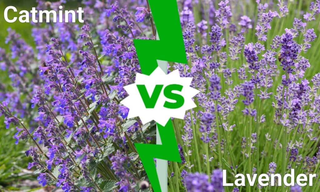 Catmint vs Lavender