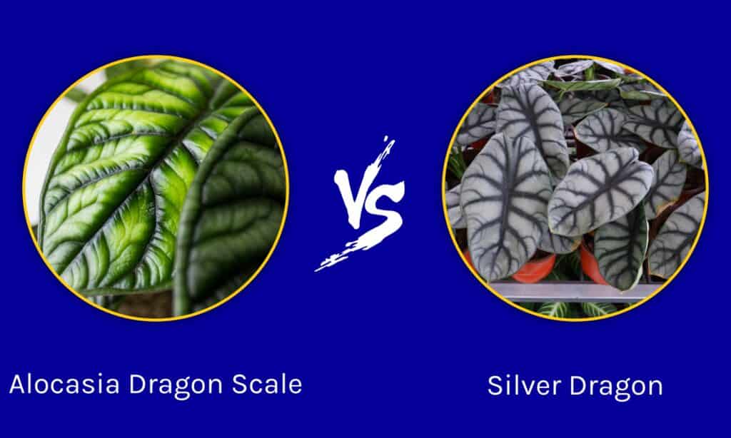 Alocasia Dragon Scale vs Silver Dragon