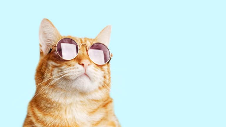 cat with sunglasses