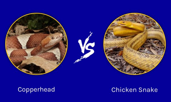 Copperhead vs Chicken Snake: What are the Differences?