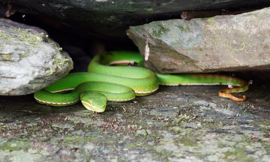 Bamboo vipers (Trimeresurus stejnegeri) often hide in crevices