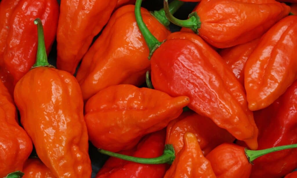 close up of ghost peppers