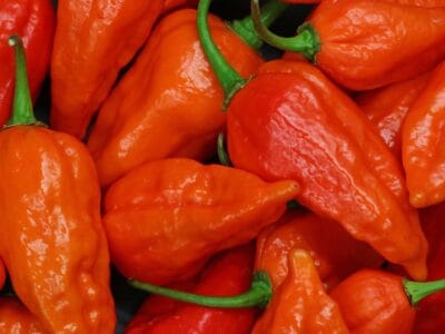 A Ghost Pepper vs Carolina Reaper: What’s the Difference? 
