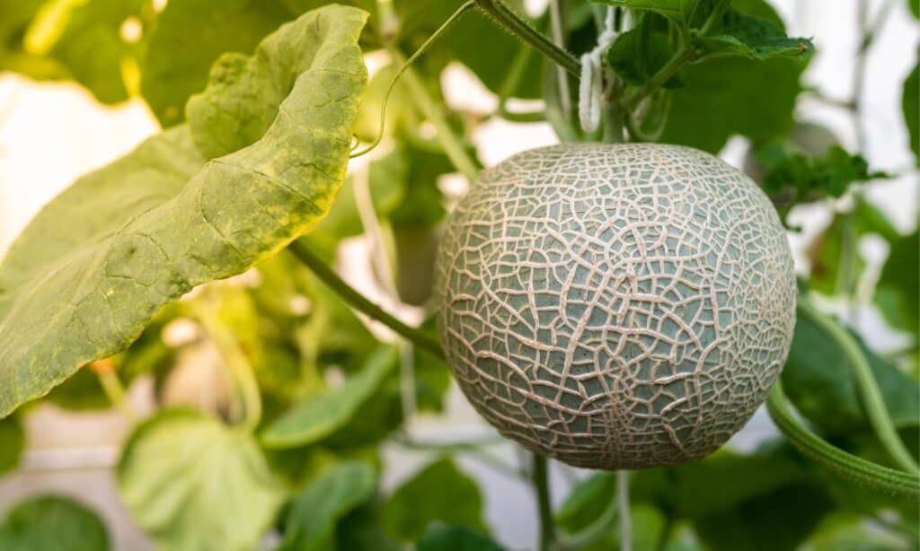 garden cantaloupe