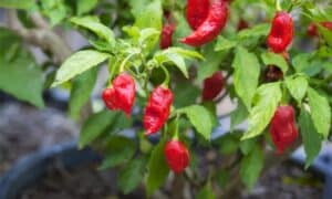 Scoville Scale: How Hot Is a Ghost Pepper? Picture