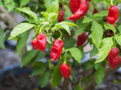 A Scoville Scale: How Hot Is a Ghost Pepper?