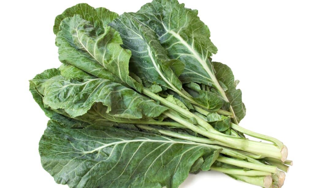 A bunch of fresh, green uncooked collard greens. Three lighter green stalks are visible, lower right. Th collard leaves are dark green with light yellowish veins running from the stems up the leaves, with tributaries throughout. white background. 