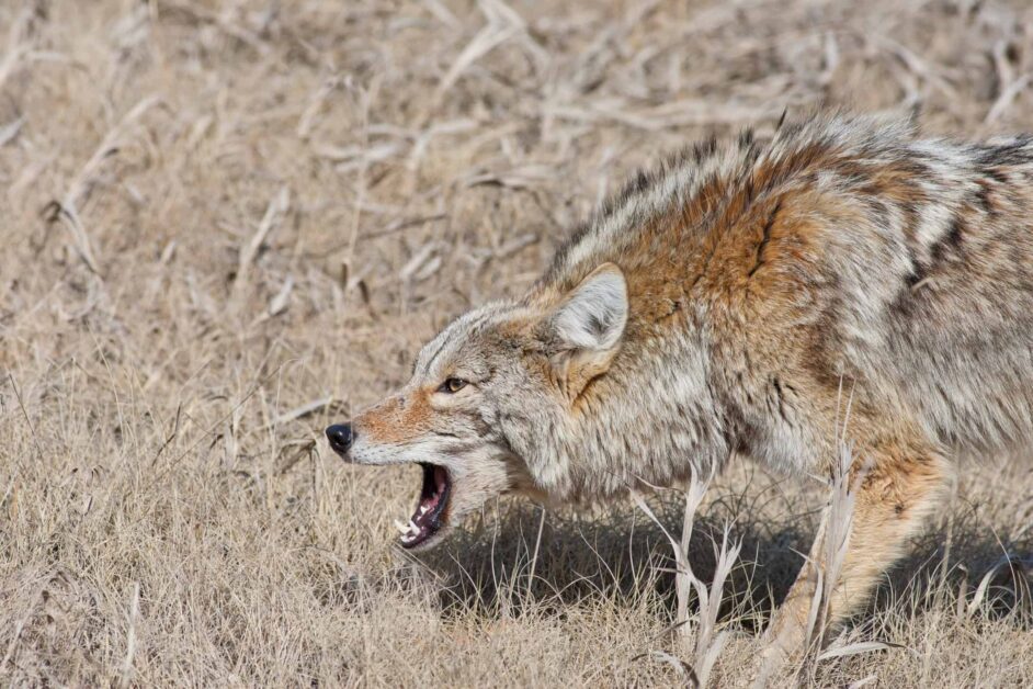 snarling coyote