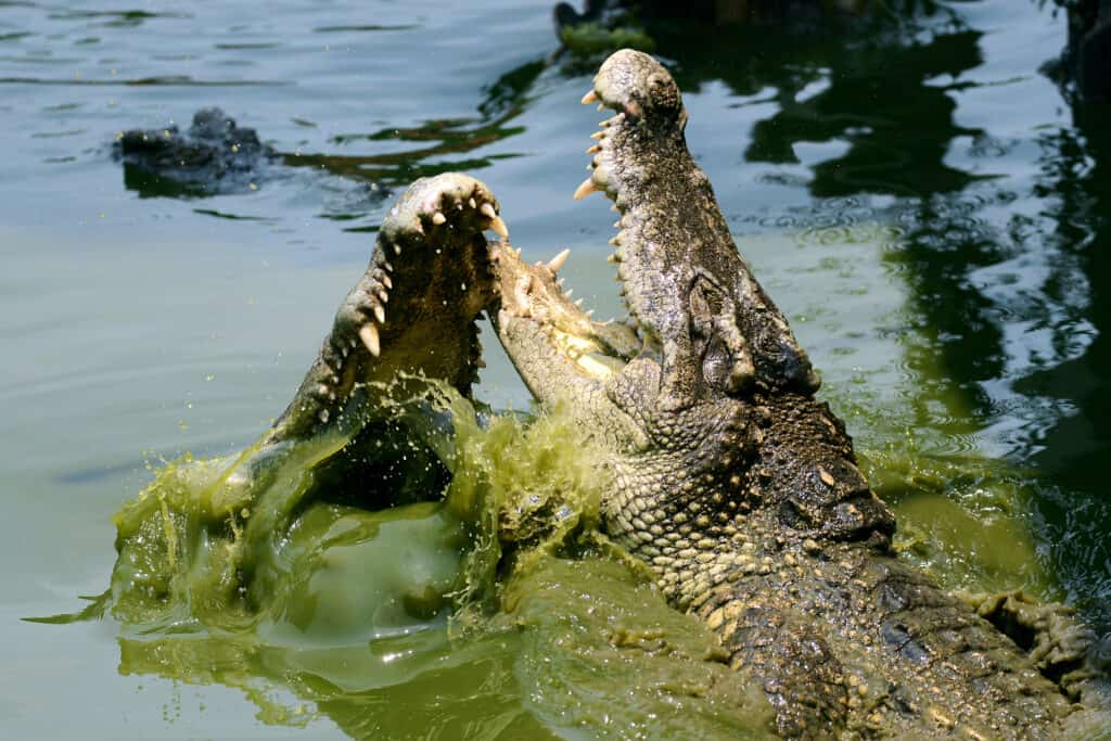 two crocodiles fight