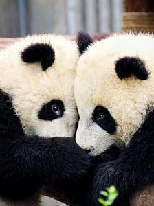 Discover the Panda Spirit Animal Symbolism & Meaning Picture