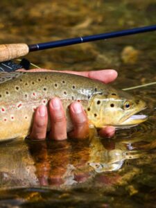 Discover the Largest Brown Trout Ever Caught in Colorado Picture