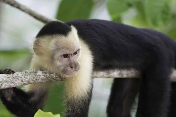 Gracile Capuchin Monkey in a costa Rica tropical forest lying on a tree branch, horizontal image.