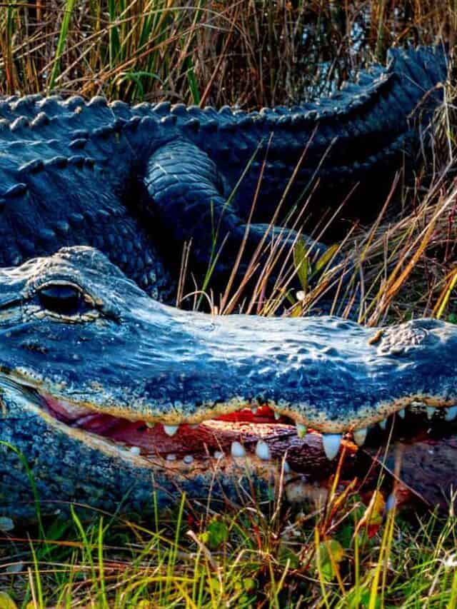 Alligator eating
