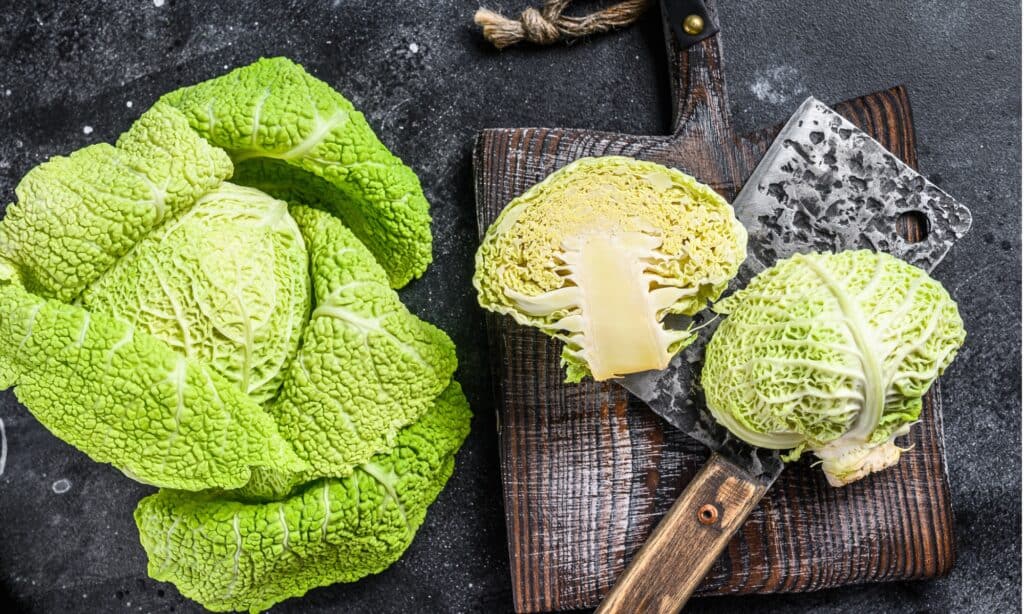 Savoy Cabbage vs Green Cabbage