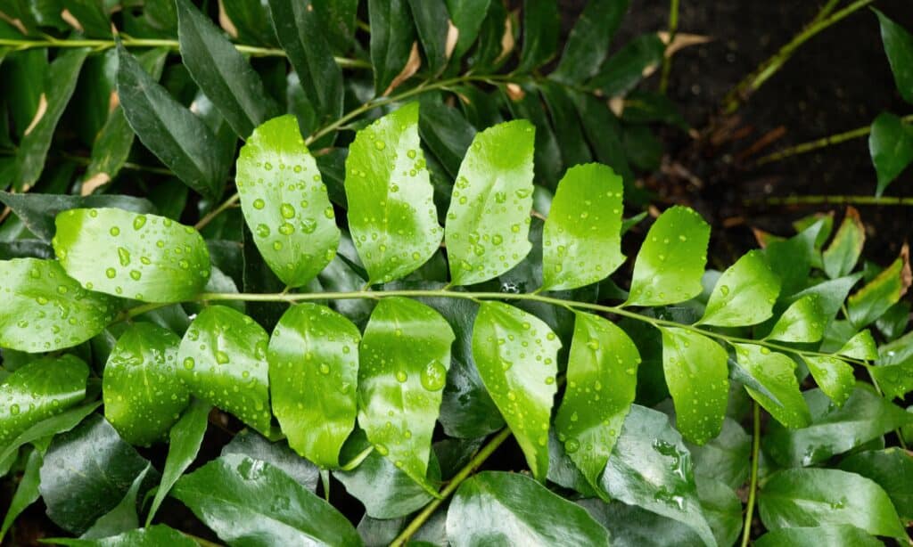 japanese holly fern