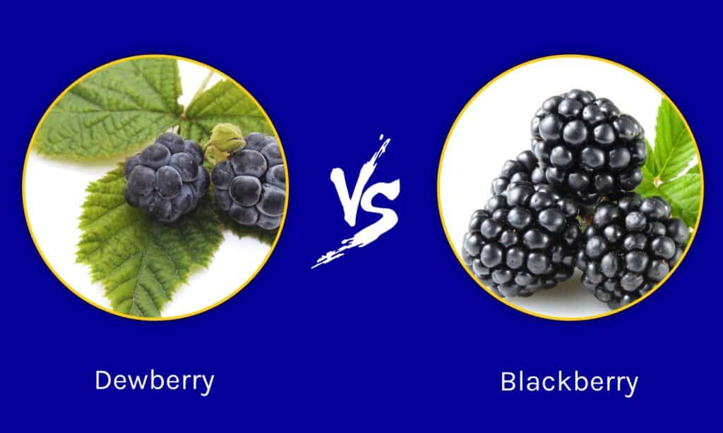 Dewberry vs Blackberry