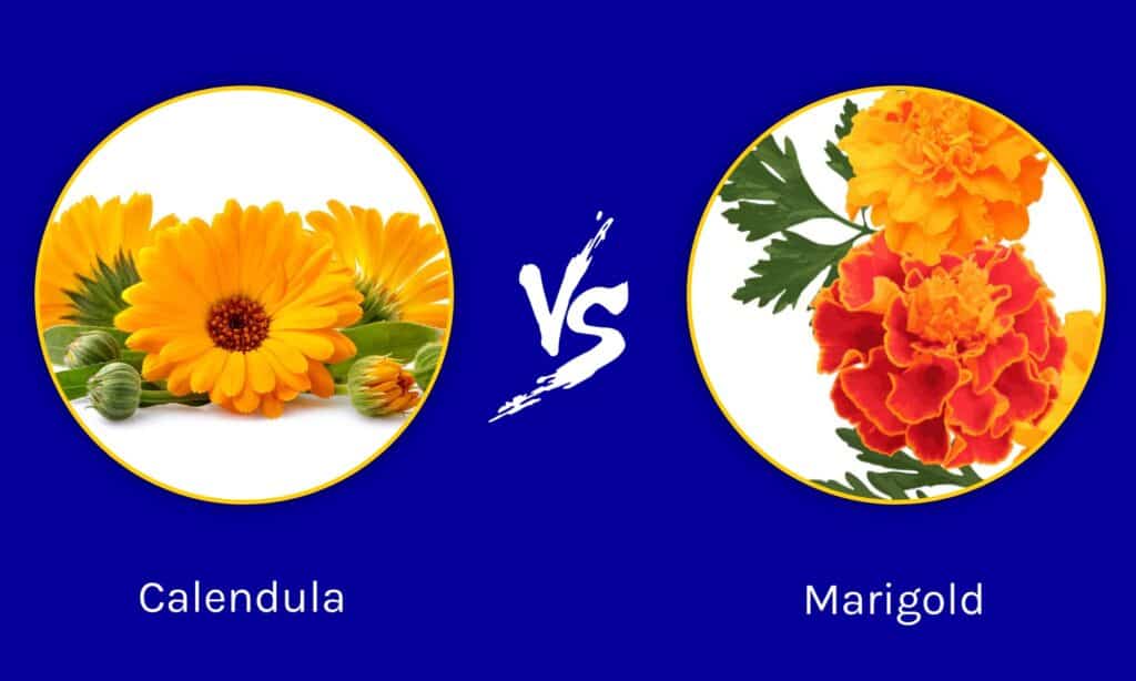 Calendula vs Marigold