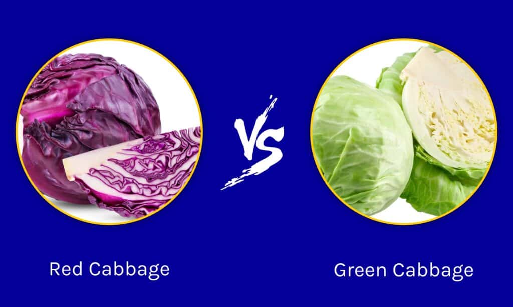 Bắp cải đỏ vs Bắp cải xanh