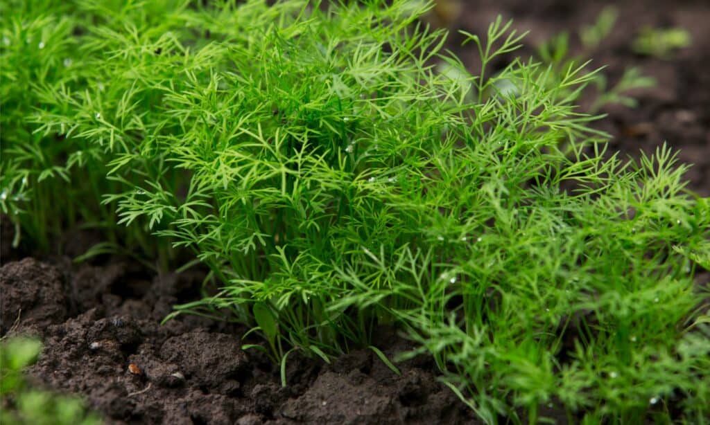 Dill herb growing