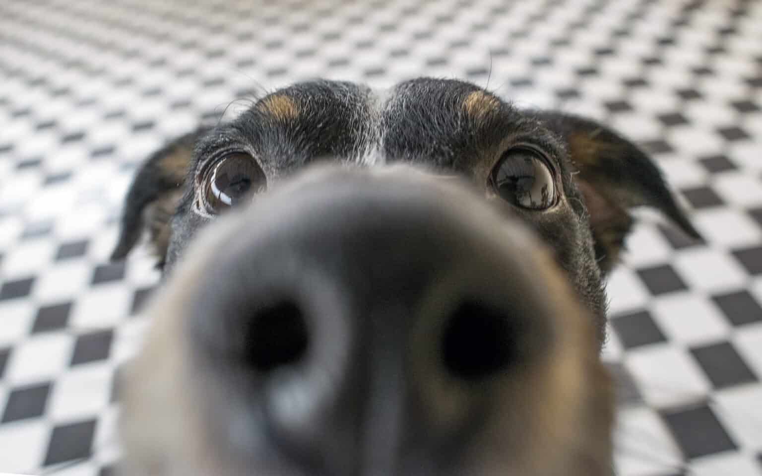 Discover 12 Smells That Dogs Absolutely Hate - A-Z Animals