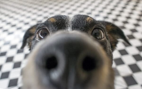 Can Dogs Smell Cancer? The Reality vs Myth - A-Z Animals