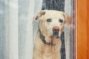 Depression in Dogs: Symptoms, Treatment, Causes, and more Picture