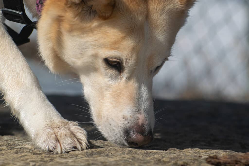 shiba inu smelling