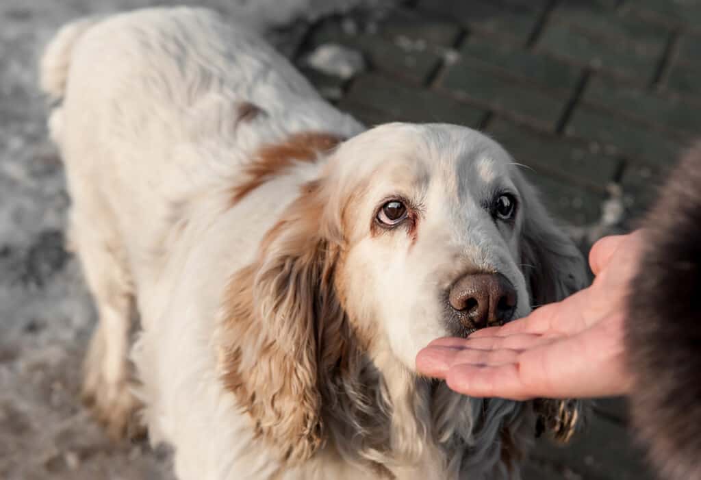 A dog smelling a hand. 