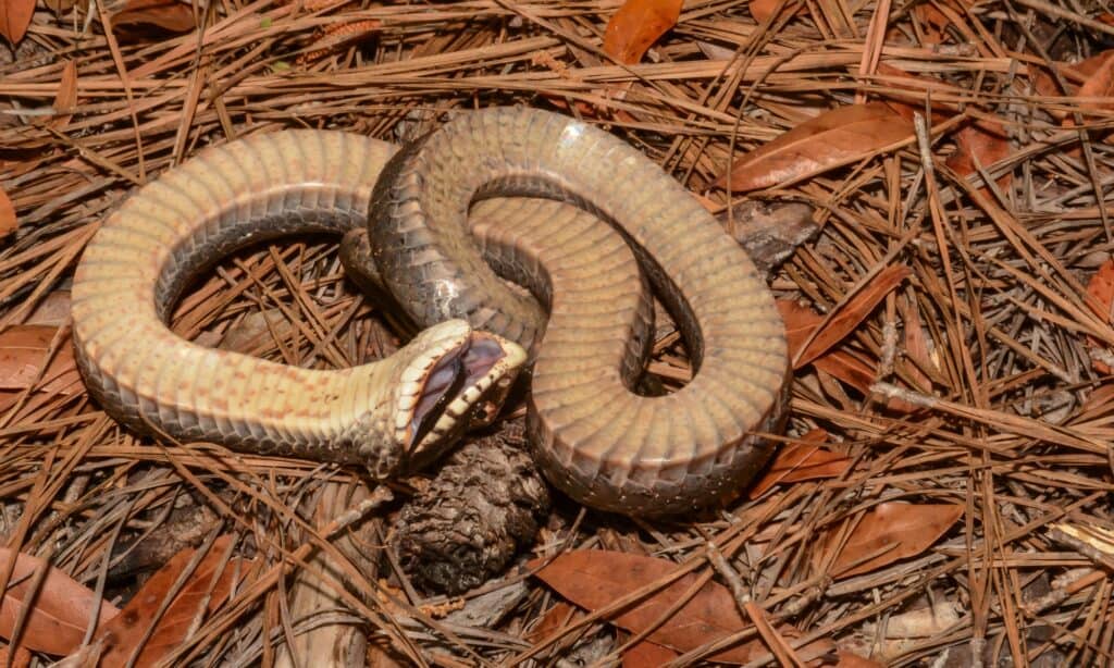 Baby hognose snake plays dead so well, baby