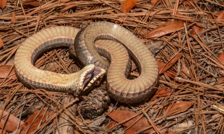 Eastern hognose snake playing dead