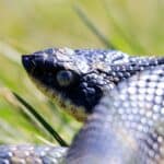 Eastern Hognose Snake