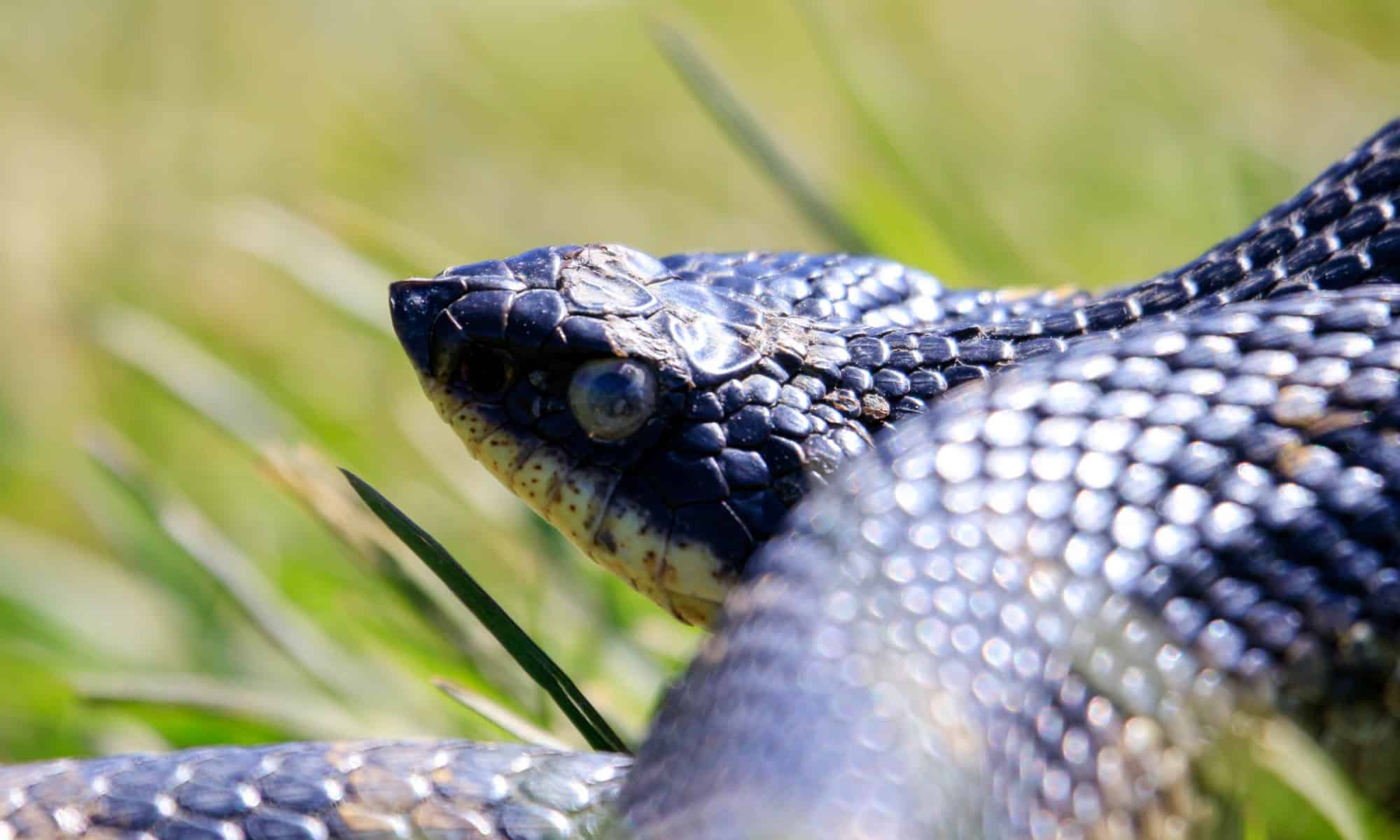 Getting to Know Your Reptiles- The Eastern Hognose Snake