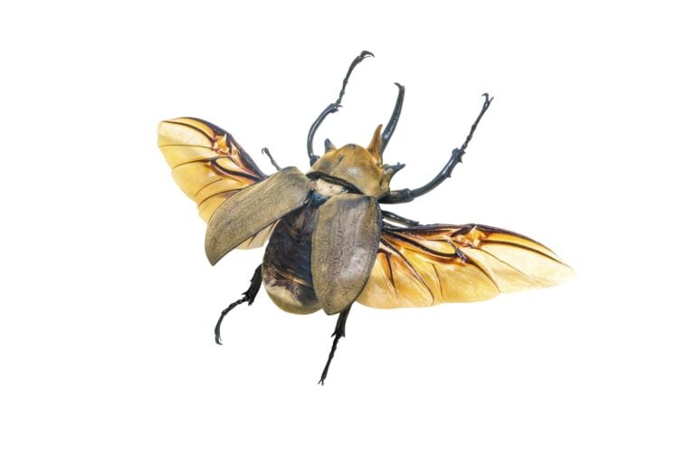Elephant Beetle