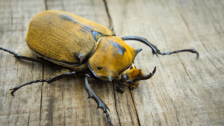 yellowish-colored Elephant Beetle
