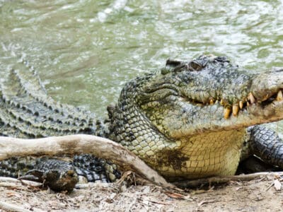 A Watch This Croc Wrangler Bait a Giant With Their Bare Hands
