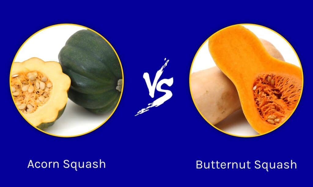 Acorn Squash vs Butternut Squash