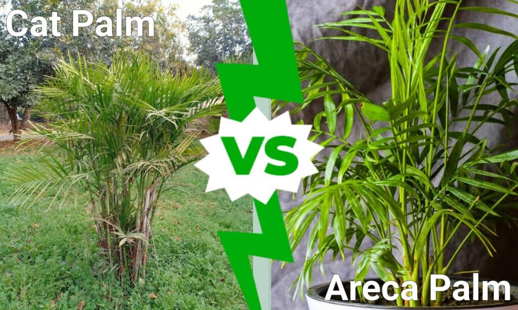 Cat Palm vs Areca Palm