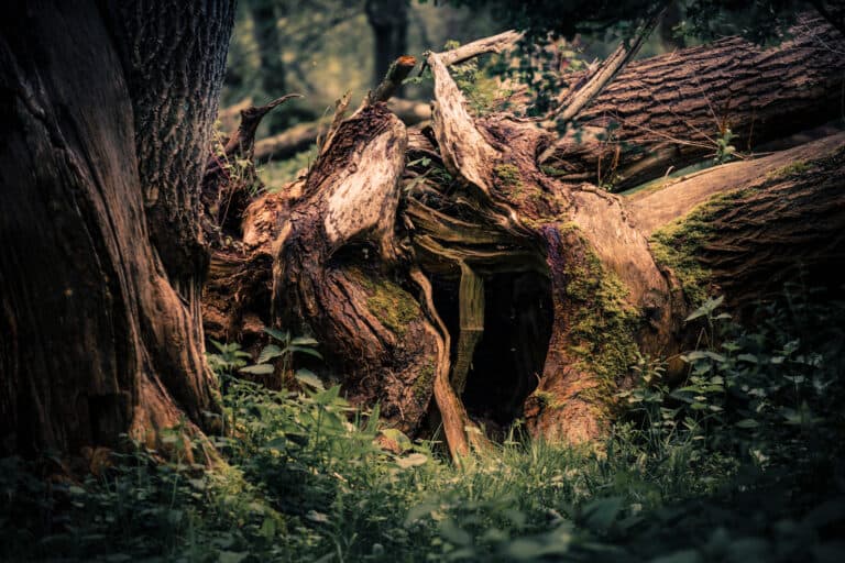 fairy house