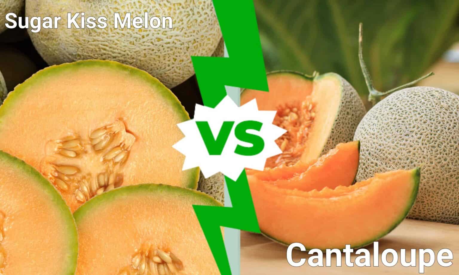 Sugar Kiss Melon vs Cantaloupe: Is There a Difference? - A-Z Animals