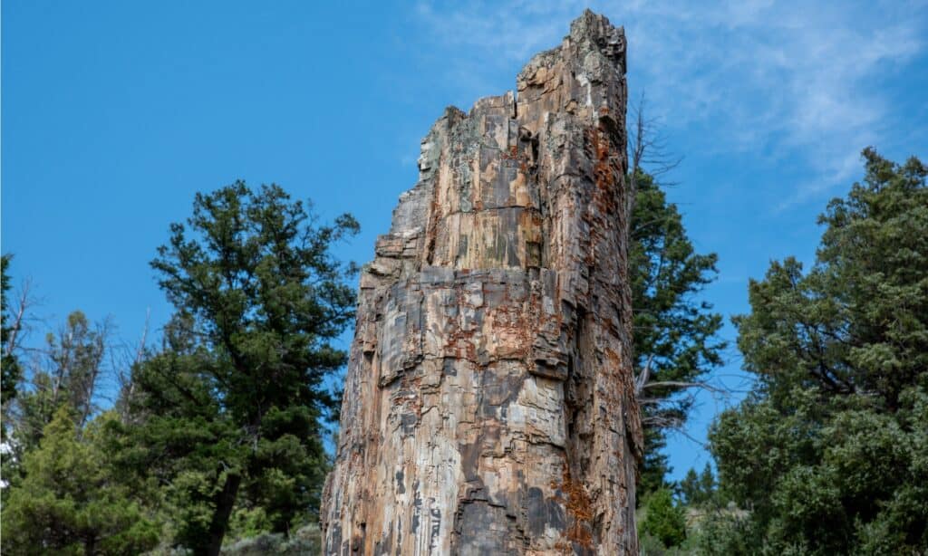 Rừng cây hóa đá của Yellowstone