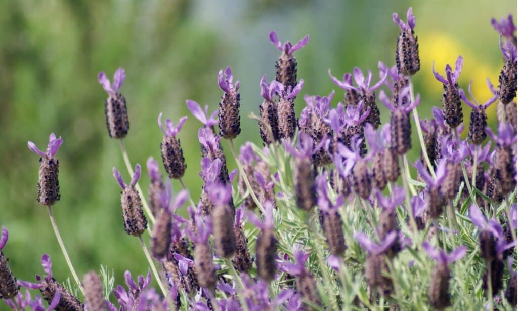 French Lavender vs English Lavender