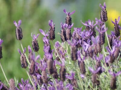 A French Lavender vs English Lavender: Is There a Difference?