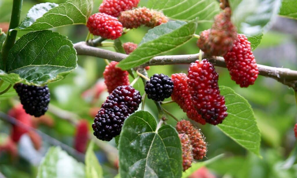 Mulberry vs Blackberry