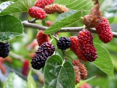 A Mulberry vs Blackberry: 5 Key Differences