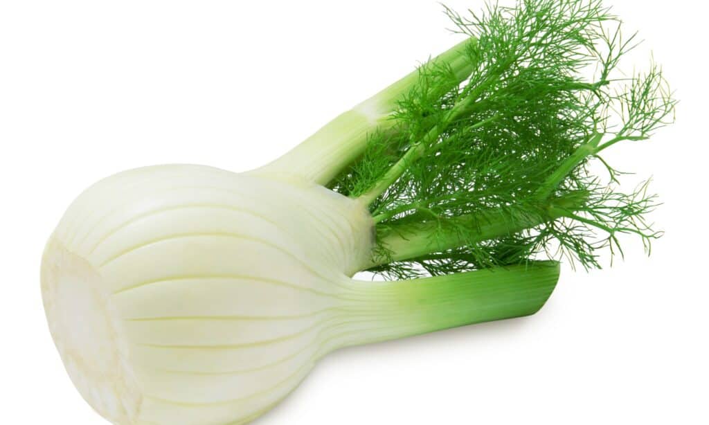 Fennel vs Dill