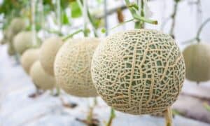 Muskmelon vs Cantaloupe: Is There a Difference? Picture