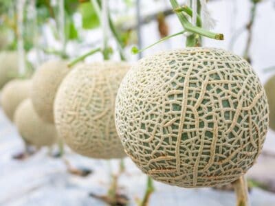 A How to Grow Cantaloupe: A Complete Guide