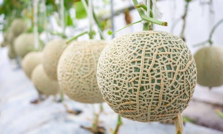 muskmelon growing indoors