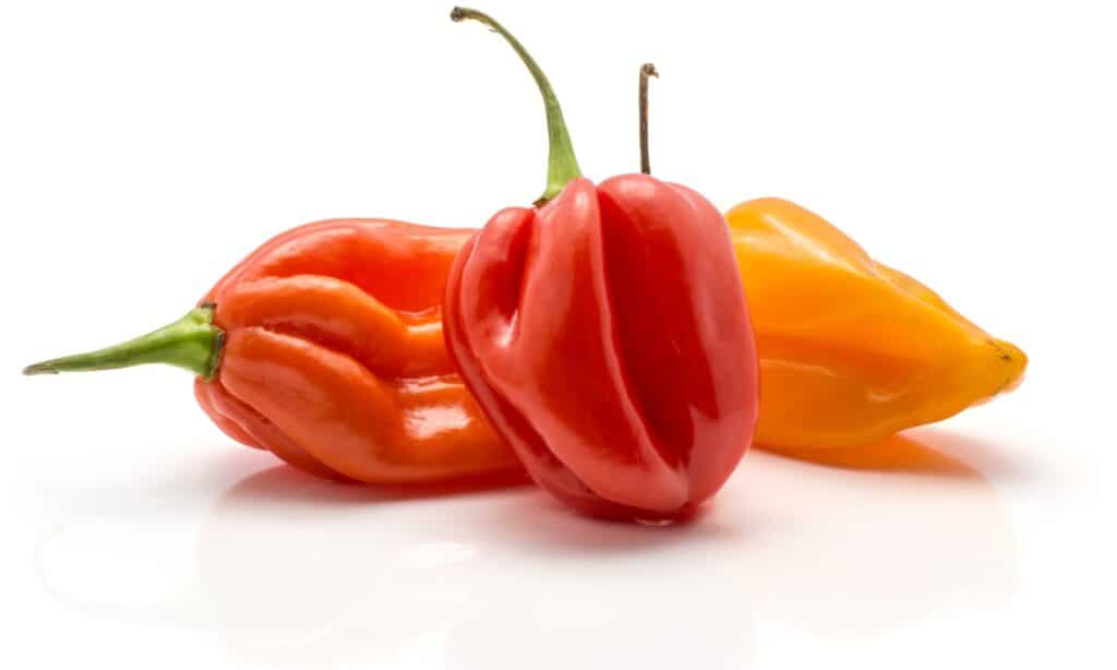 habanero peppers isolated