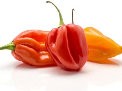 A Habanero vs Ghost Pepper: What’s the Difference? 
